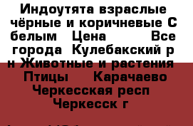 Индоутята взраслые чёрные и коричневые С белым › Цена ­ 450 - Все города, Кулебакский р-н Животные и растения » Птицы   . Карачаево-Черкесская респ.,Черкесск г.